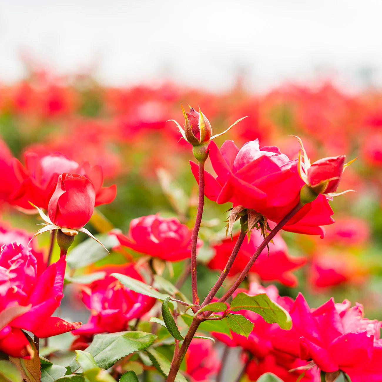 Red Double Knock Out® Rose Tree
