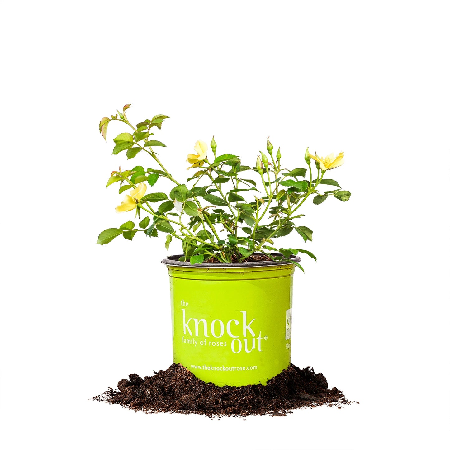 Easy Bee-Zy Knock Out® Rose Bush