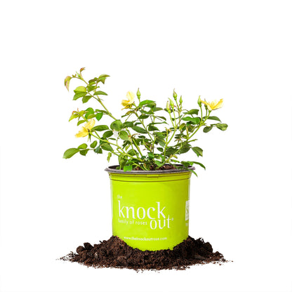 Easy Bee-Zy Knock Out® Rose Bush