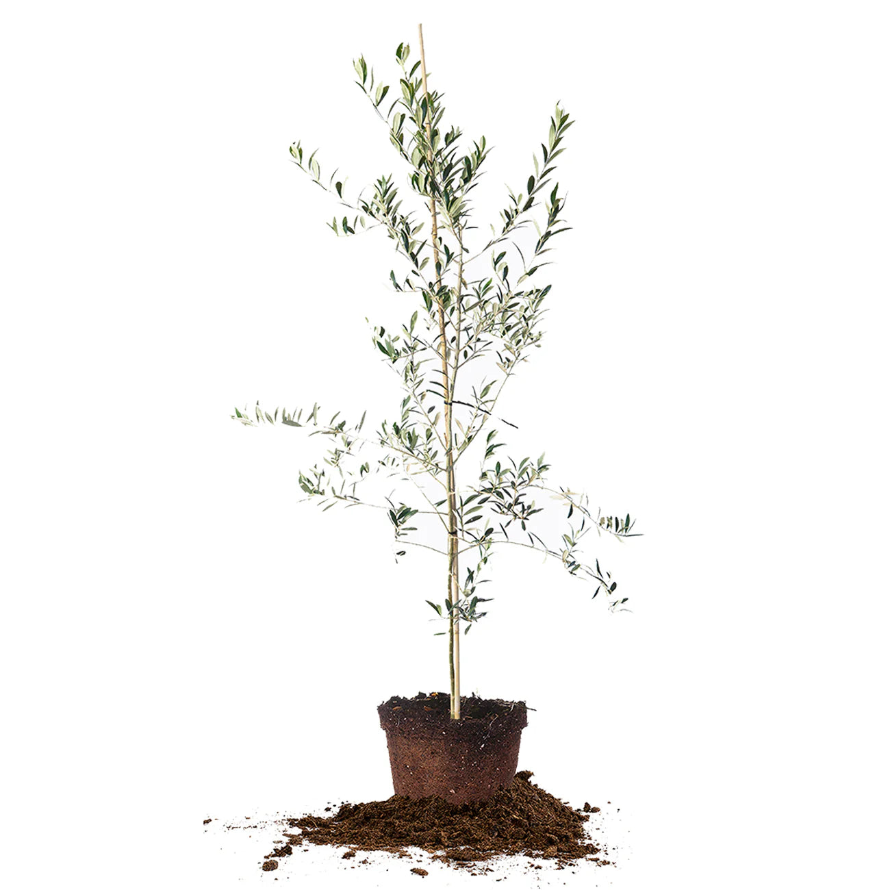 Arbequina Olive Tree