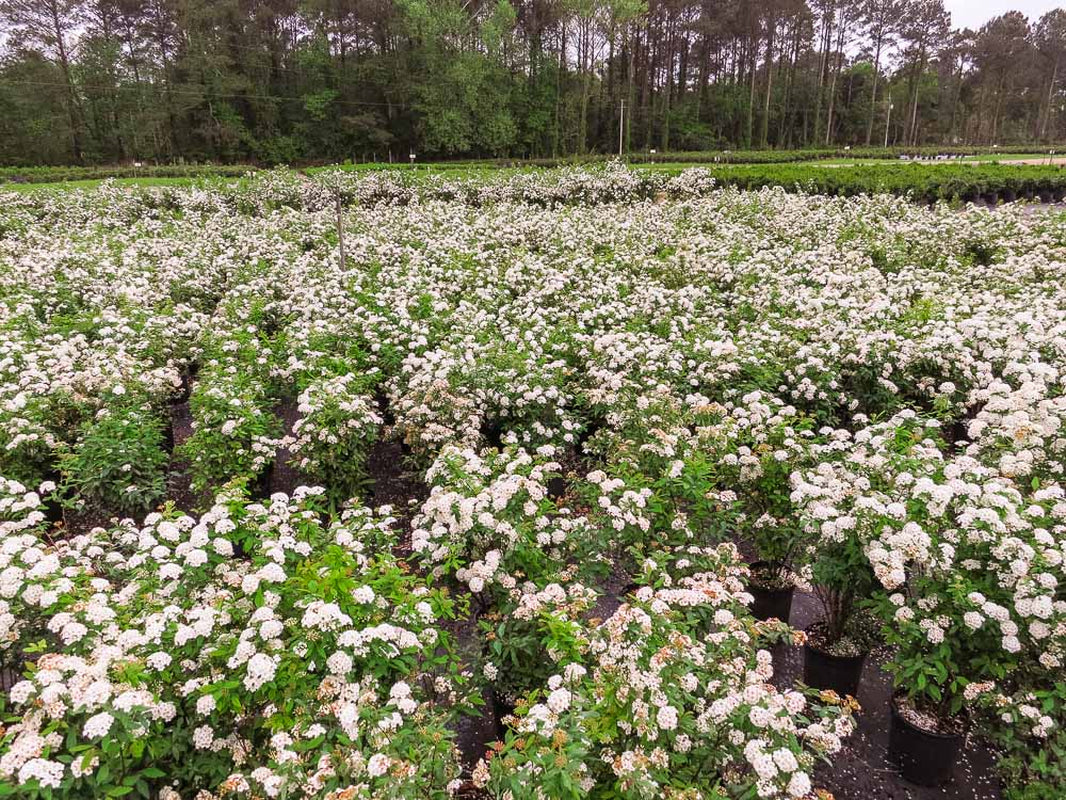 Bridal Wreath Spirea Shrub