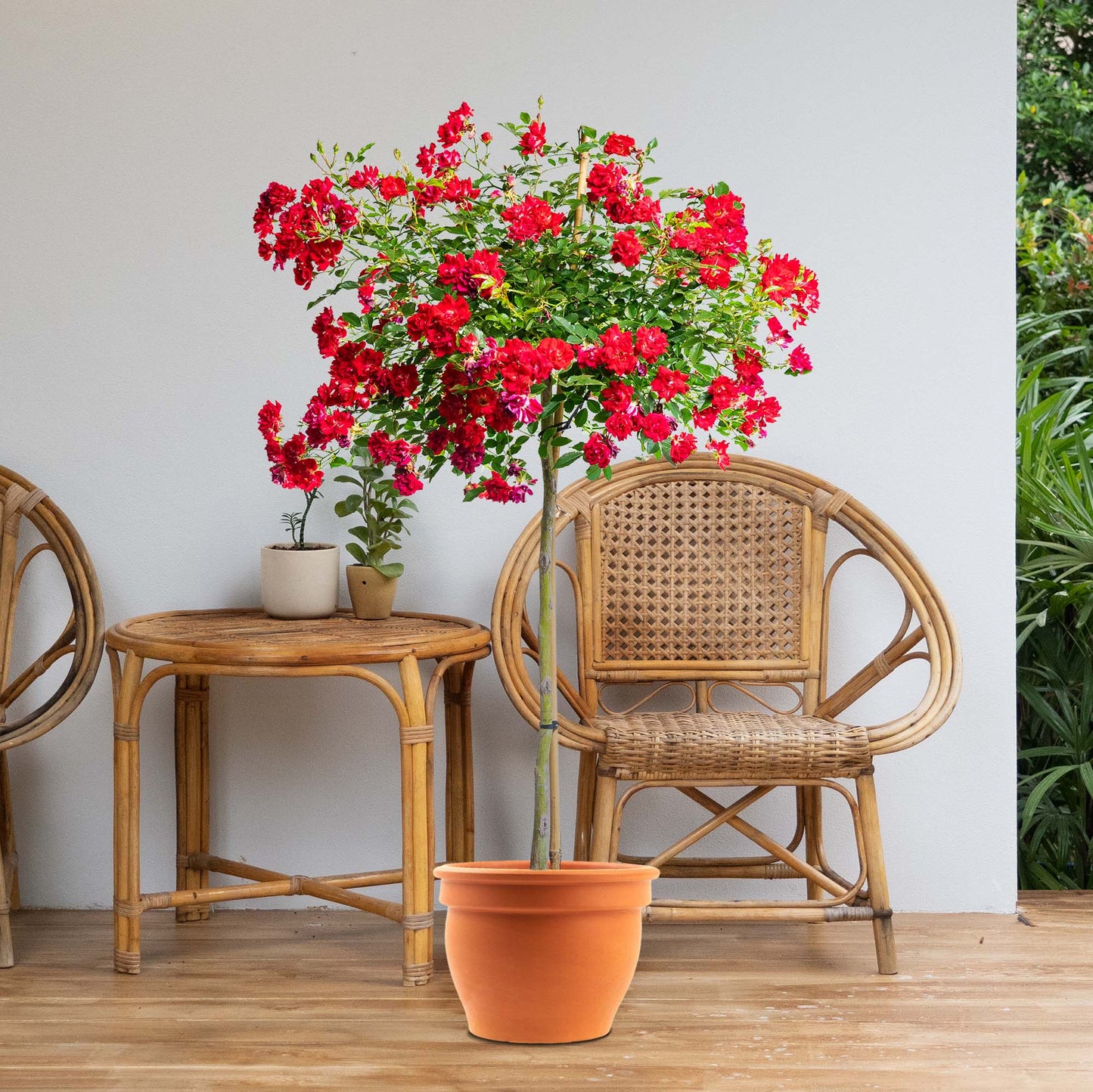 Red Drift® Rose Tree