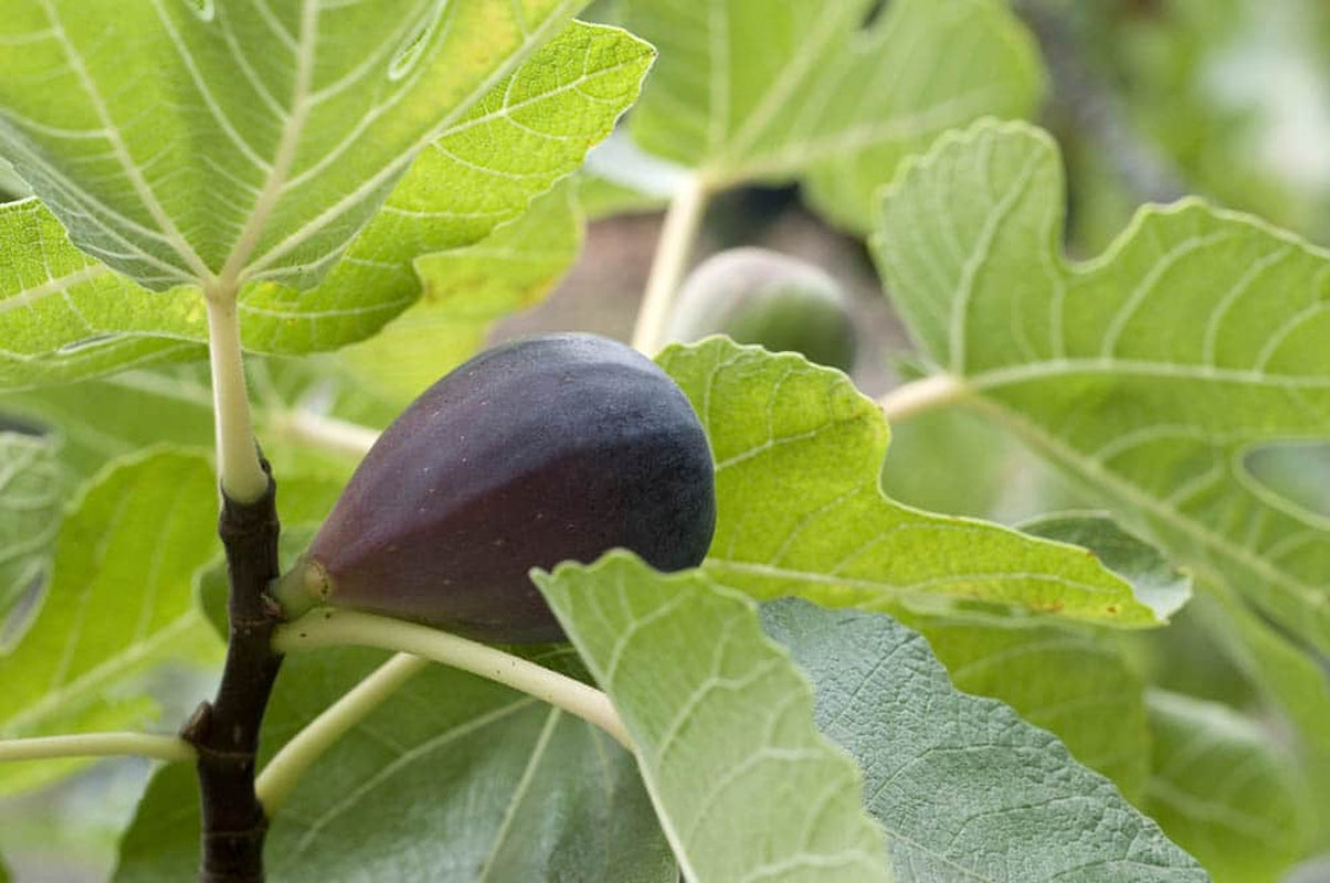 Black Mission Fig Tree