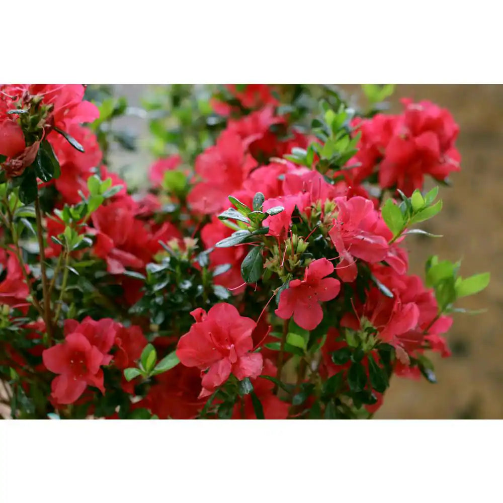 1 Gal. Autumn Bonfire Azalea Bush with Reblooming Red Flowers - Low-Maintenance Evergreen Shrub