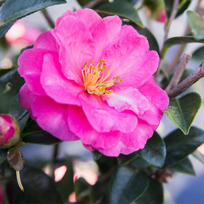 Shishi Gashira Camellia
