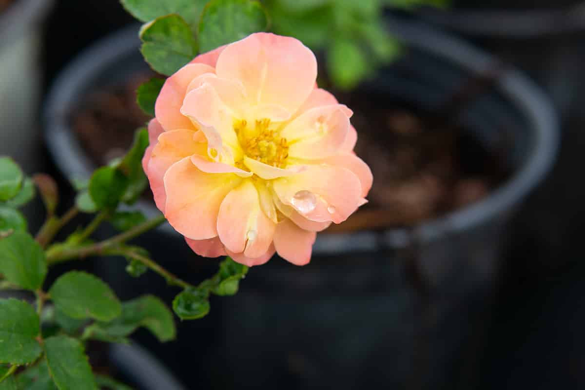 Peach Drift® Rose Tree