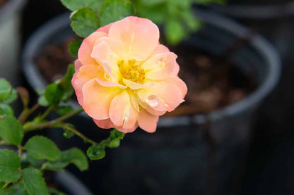 Peach Drift® Rose Tree