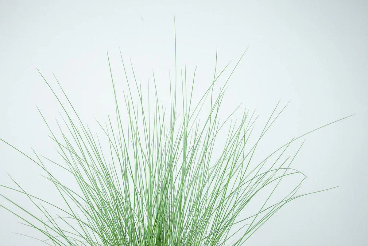 Dwarf Pink Muhly Grass Shrub