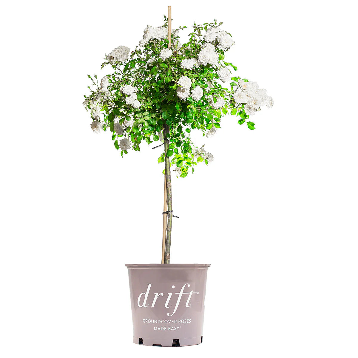 White Drift® Rose Tree