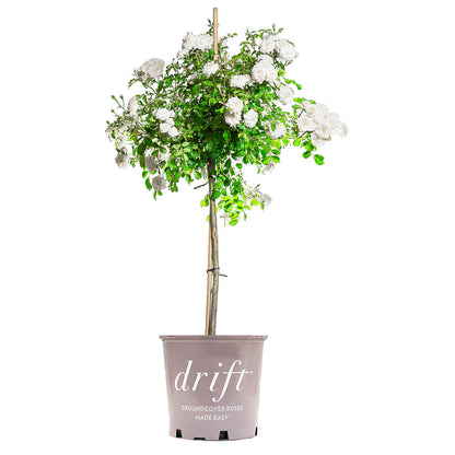 White Drift® Rose Tree
