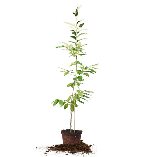 Hybrid American Chestnut Tree