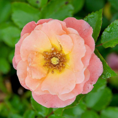 Peach Drift® Rose Bush