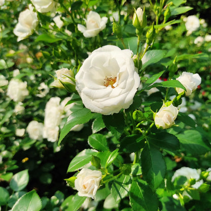 White Drift® Rose Bush
