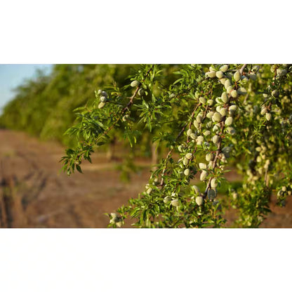 3 Ft. Texas Mission Almond Tree