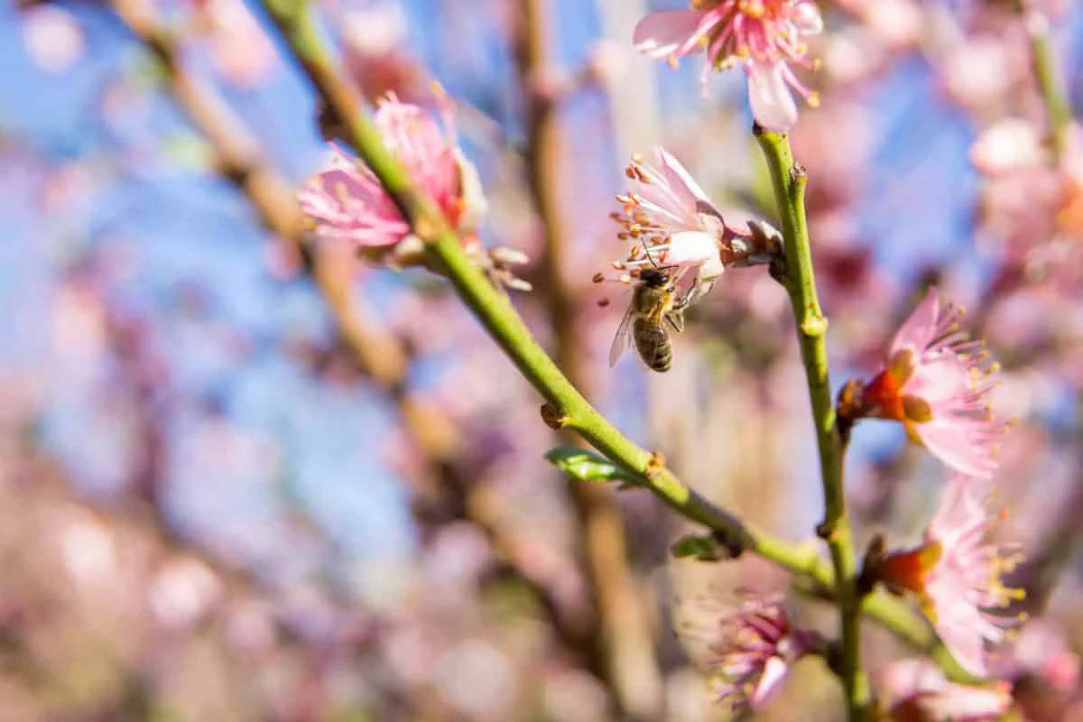 Flordaking Peach Tree