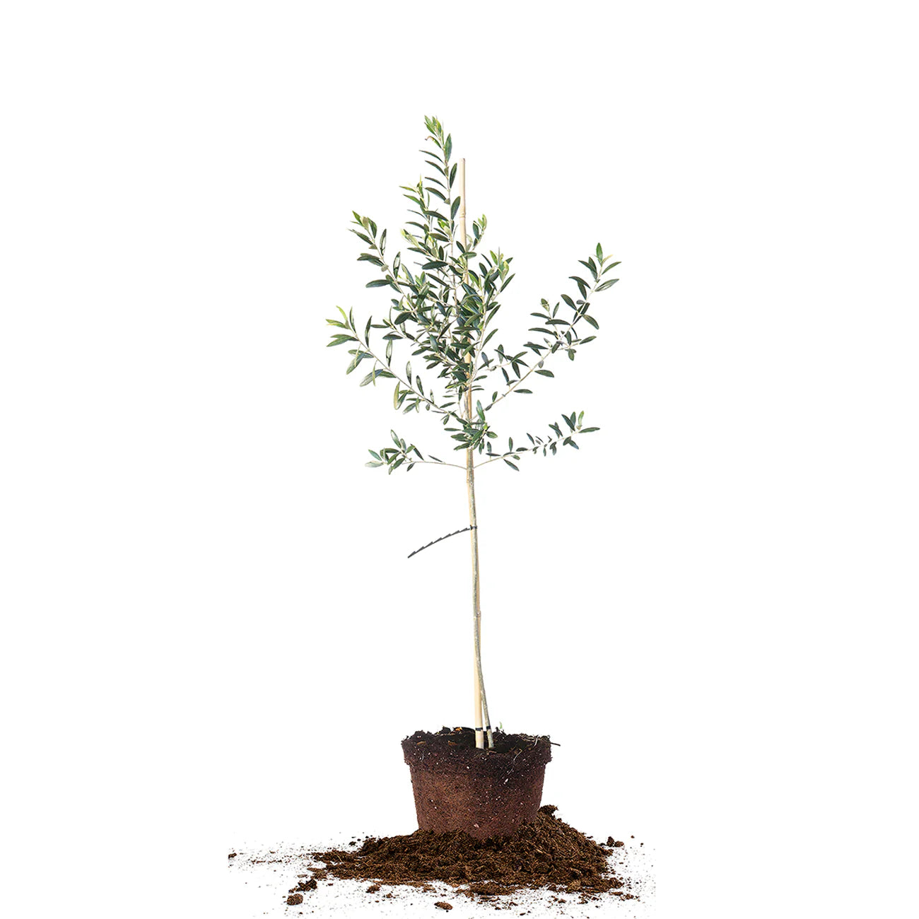 Arbequina Olive Tree