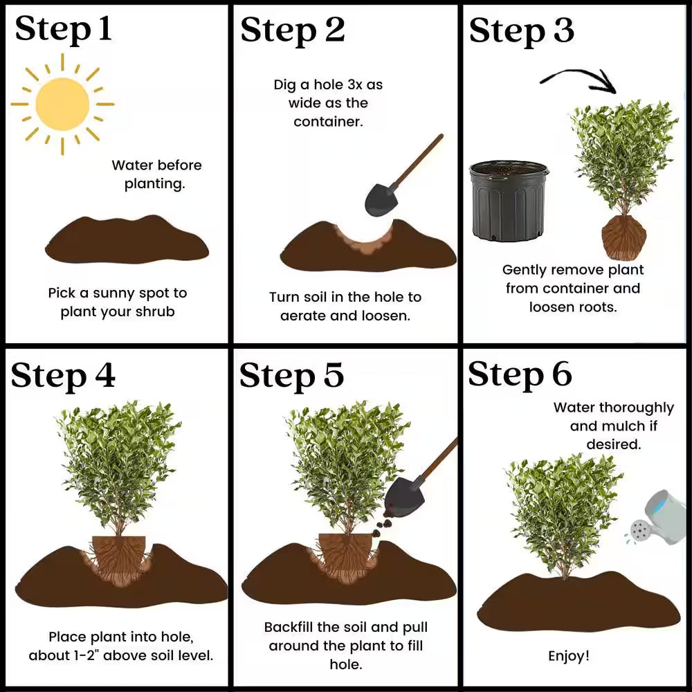 2.25 Gal. Ligustrum Recurvifolium Privet Shrub