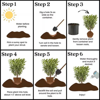 2.25 Gal. Ligustrum Recurvifolium Privet Shrub