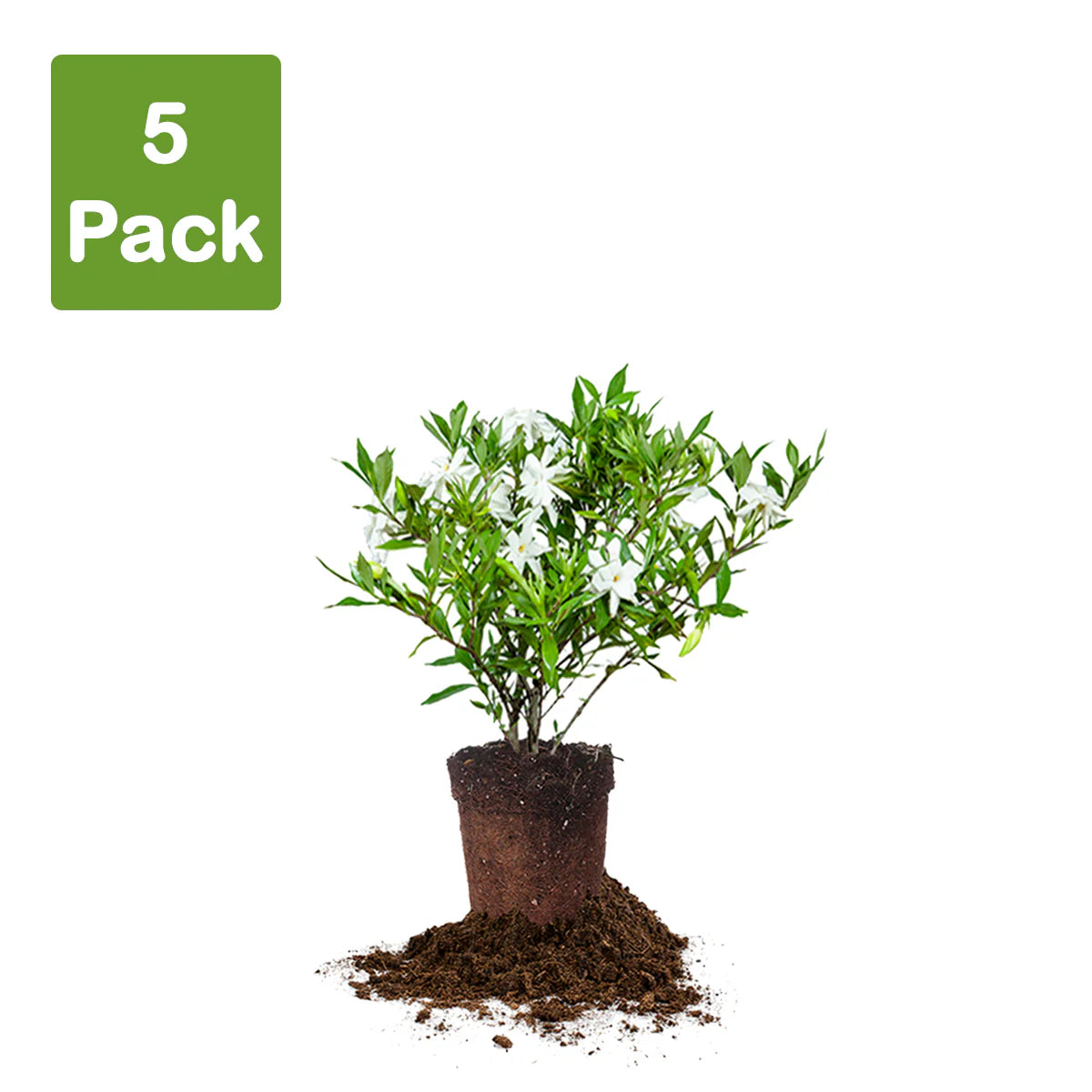 Frost Proof Gardenia Shrub