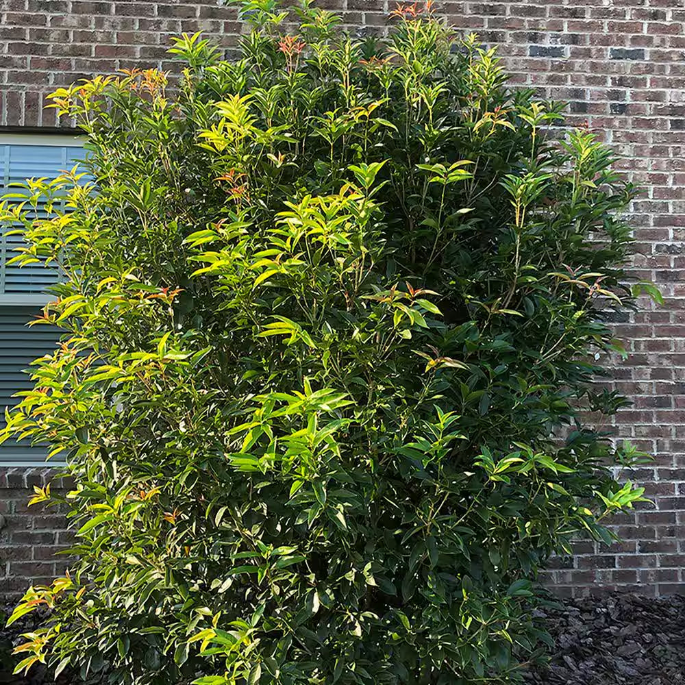 2.25 Gal. Osmanthus Tea Olive Shrub with White Fragrant Flowers