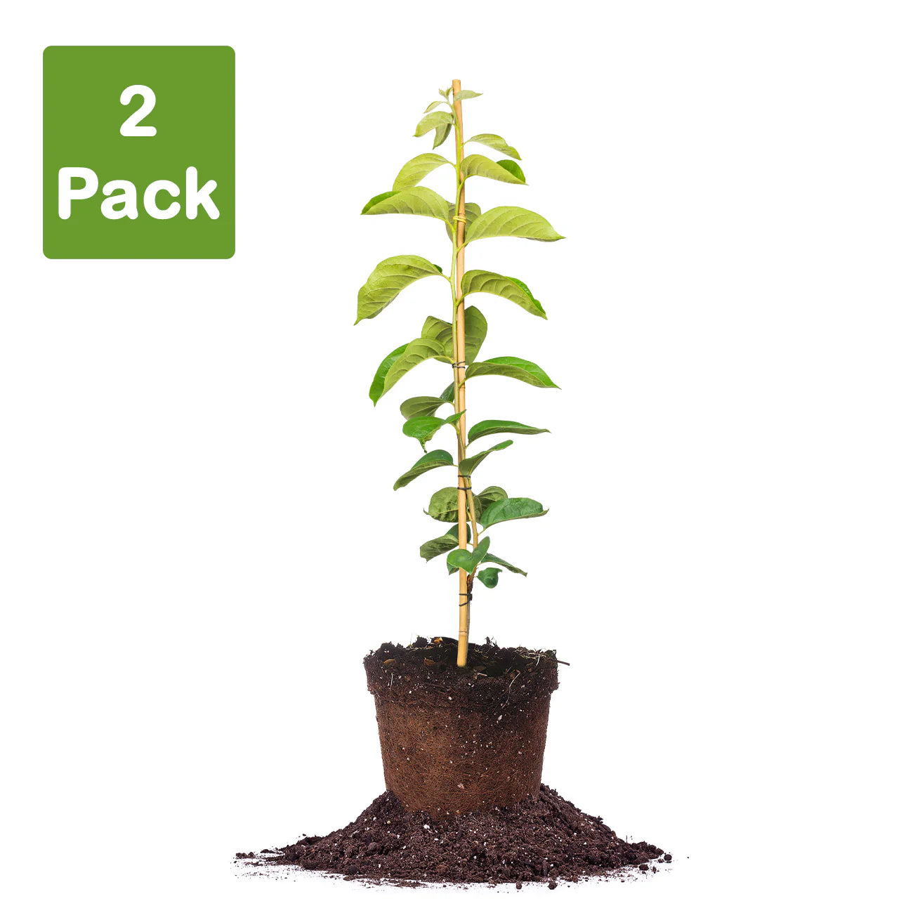 Giombo Persimmon Tree