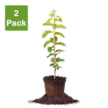 Giombo Persimmon Tree