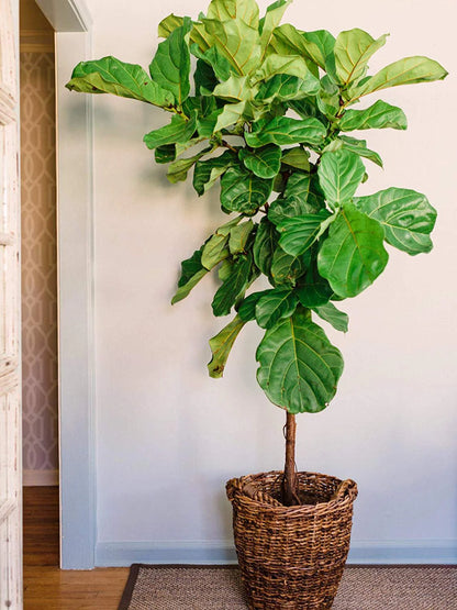 Fiddle Leaf Fig Fertilizer