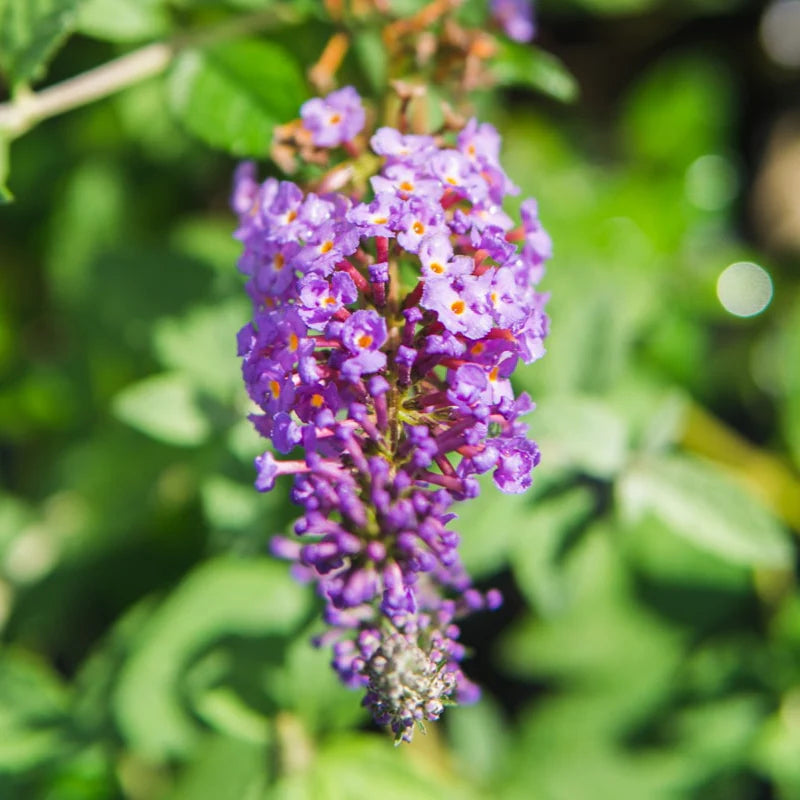 Buddleia Nanho Blue Butterfly Bush