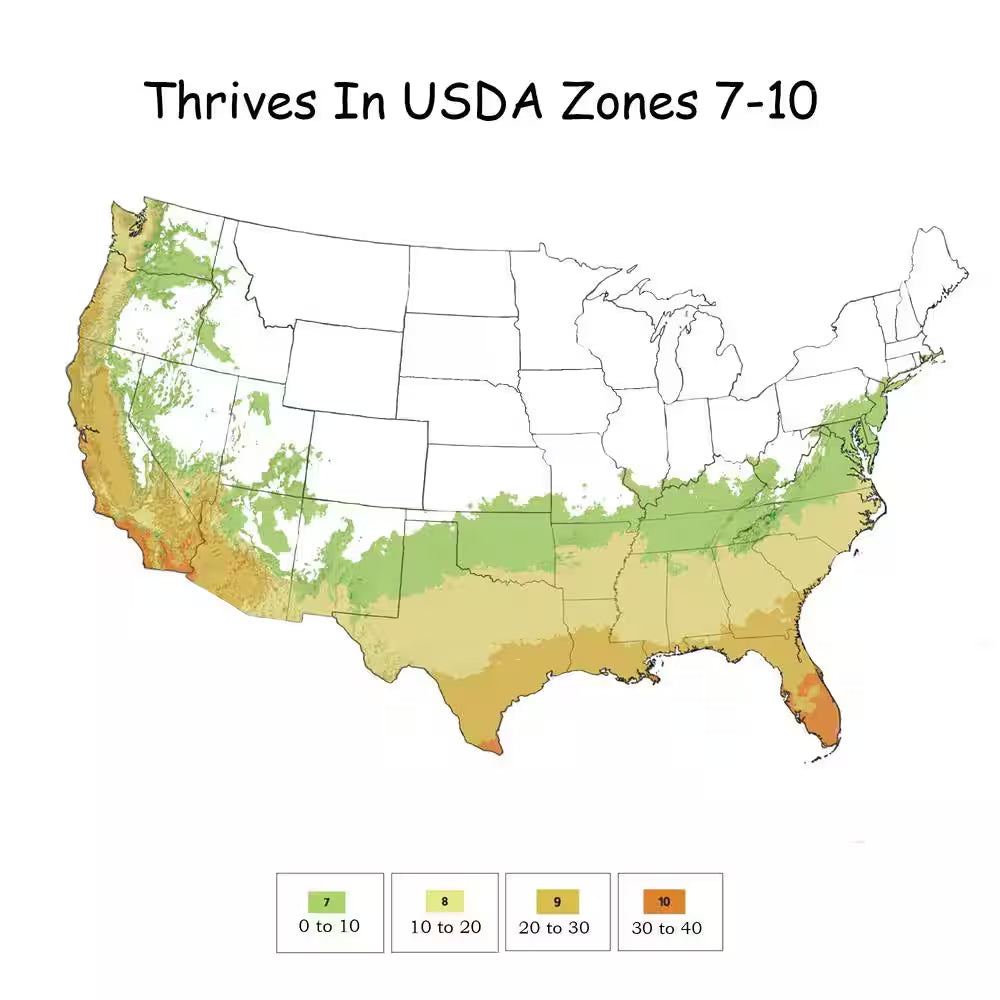 2.25 Gal. Osmanthus Tea Olive Shrub with White Fragrant Flowers