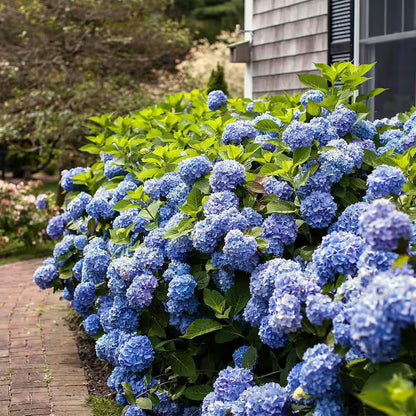1 Gal. the Original Reblooming Hydrangea Flowering Shrub with Pink or Blue Flowers