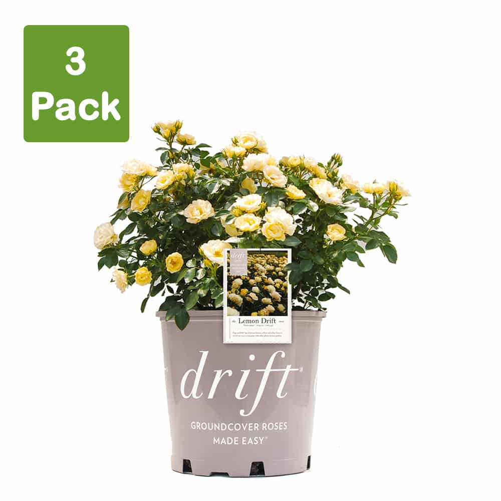 Lemon Drift® Rose Bush