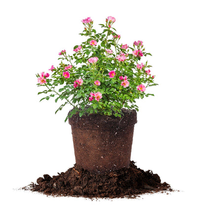 Friendly® Pink Rose
