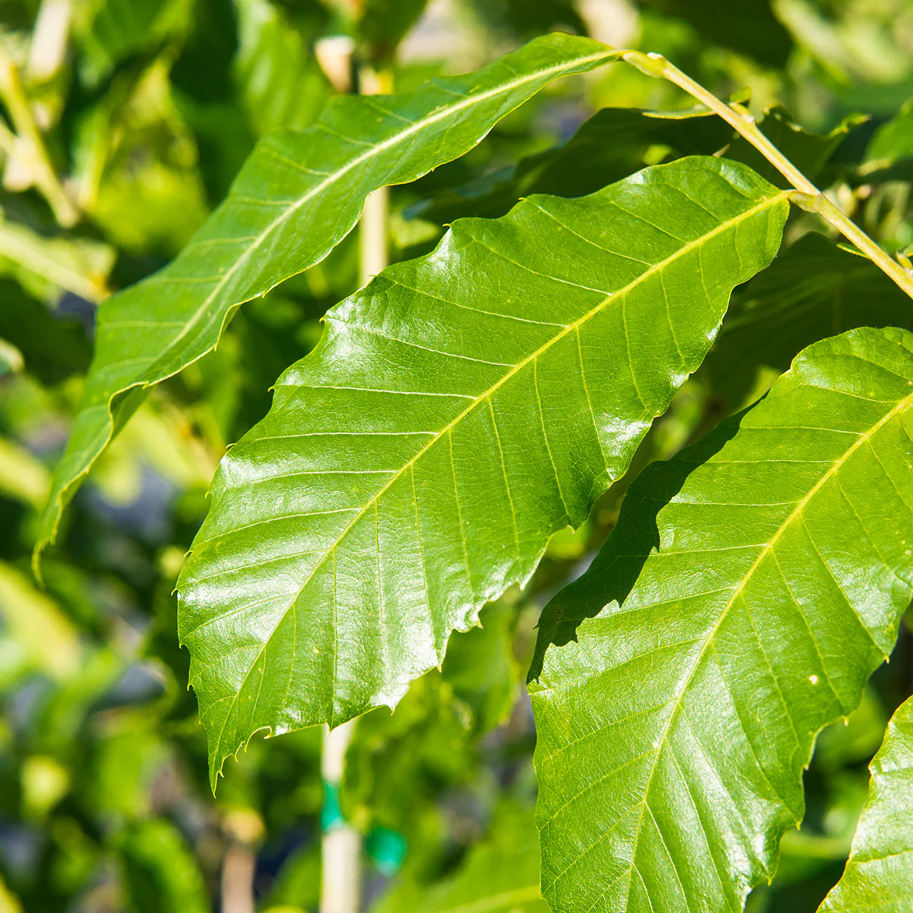 Hybrid American Chestnut Tree