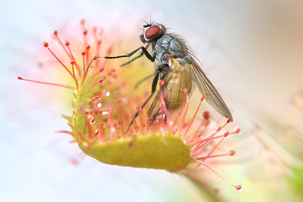 Organic Carnivorous Plant Soil Mix