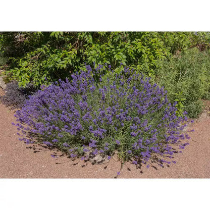 1 Gal. English Lavender Plant with Incredible Purple Color and Fragrance (2-Pack)