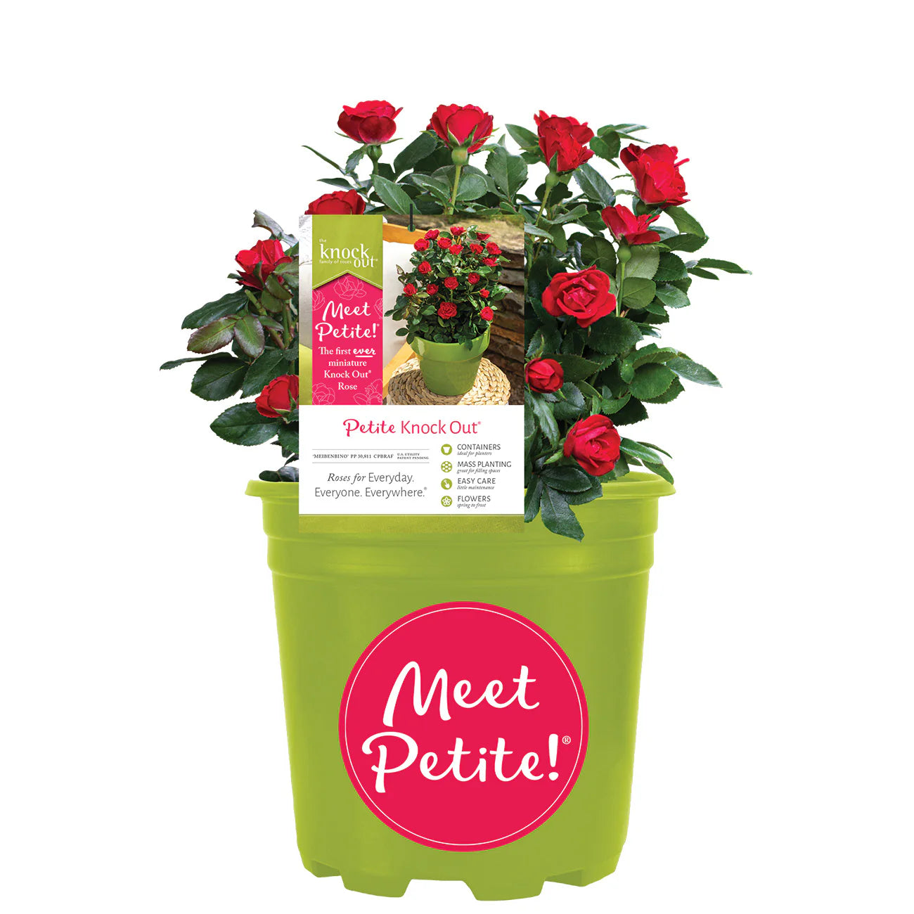 Petite Knock Out® Rose Bush