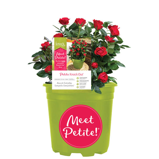 Petite Knock Out® Rose Bush