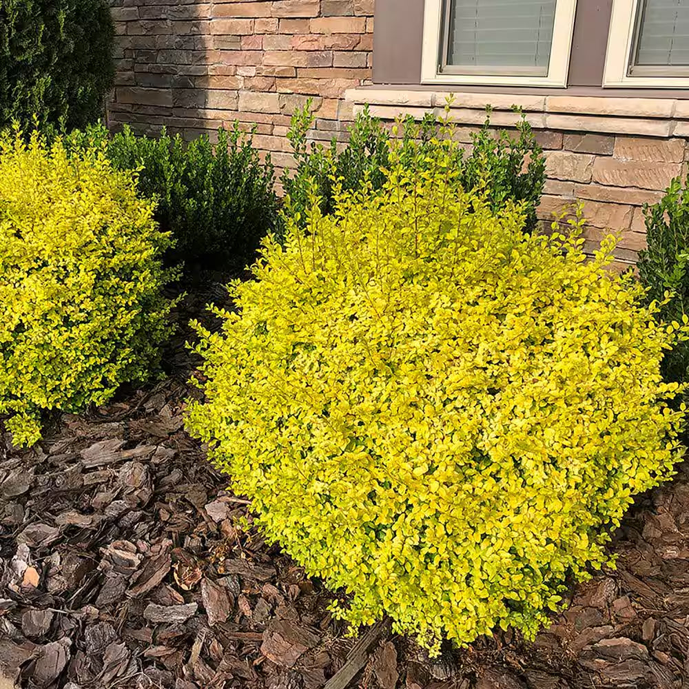 2 Gal. Sunshine Ligustrum Privet Shrub with Golden-Yellow Foliage