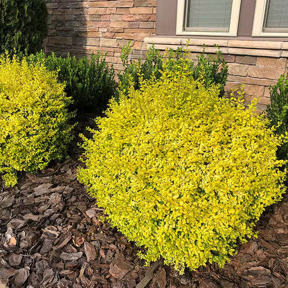 2 Gal. Sunshine Ligustrum Privet Shrub with Golden-Yellow Foliage