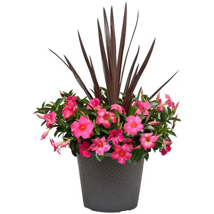 2.5 Gal. (#12) Dipladenia Flowering Annual Shrub with Assorted Colored Blooms