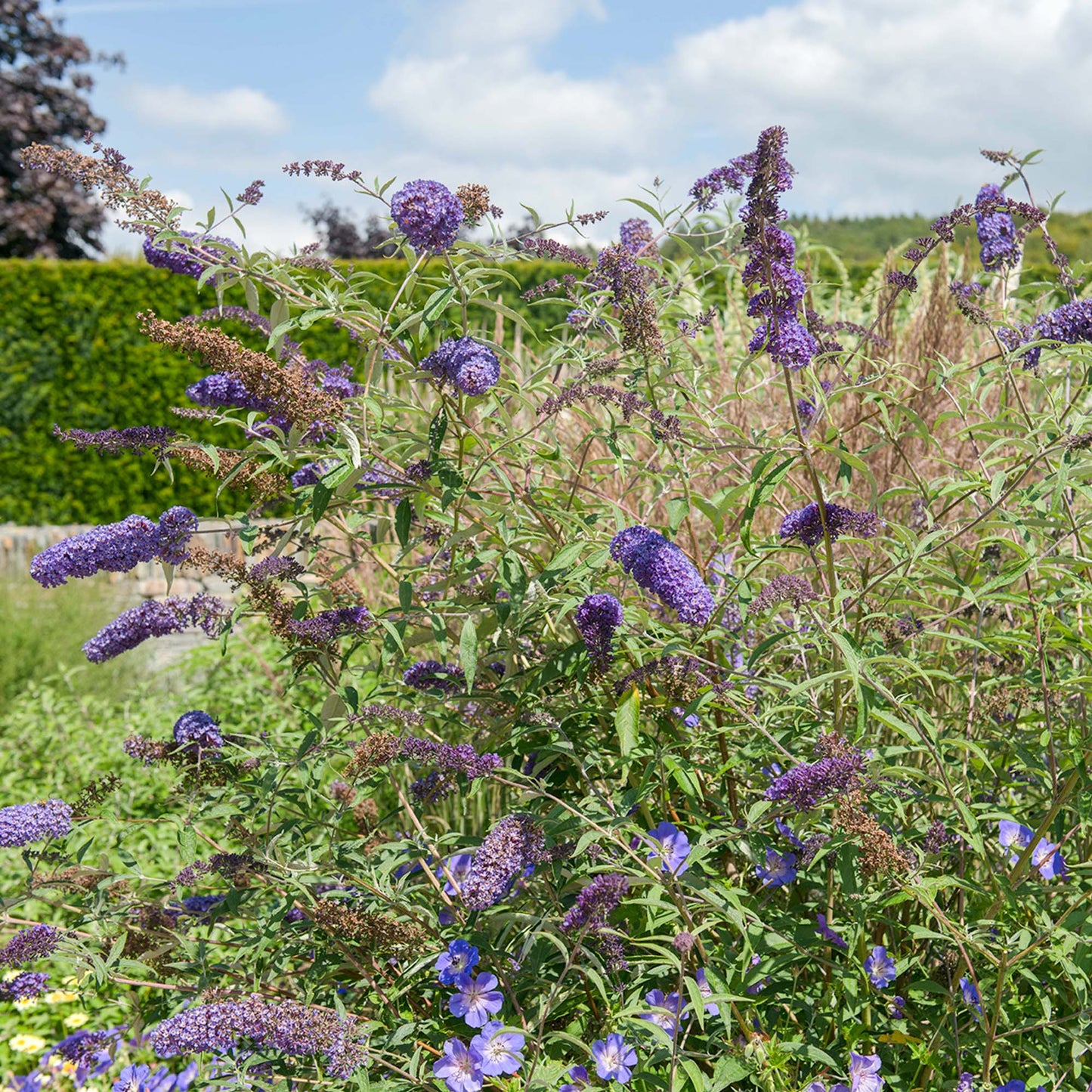 Buddleia Nanho Blue Butterfly Bush