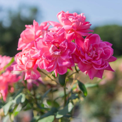 Pink Double Knock Out® Rose Bush