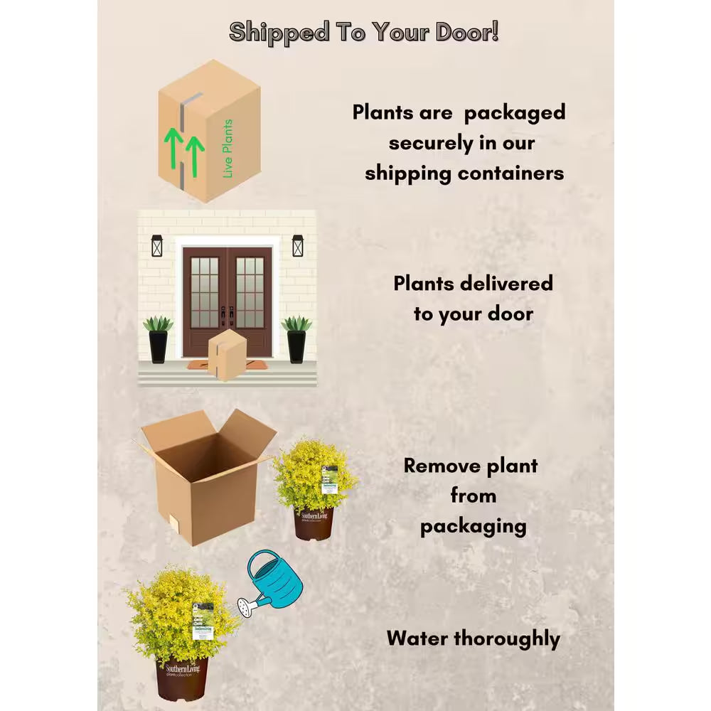 2 Gal. Sunshine Ligustrum Privet Shrub with Golden-Yellow Foliage