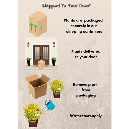 2 Gal. Sunshine Ligustrum Privet Shrub with Golden-Yellow Foliage