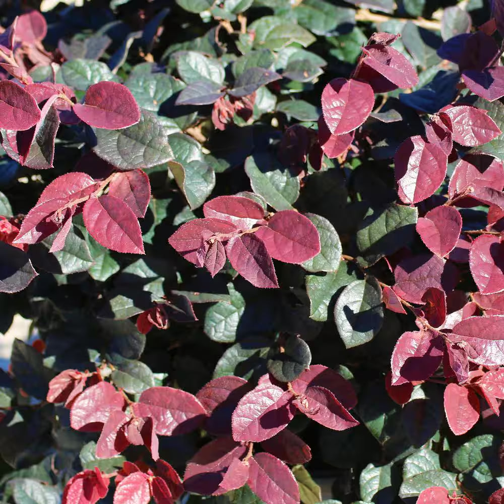 Ruby Loropetalum Shrub in 1 Gal. Grower'S Pot