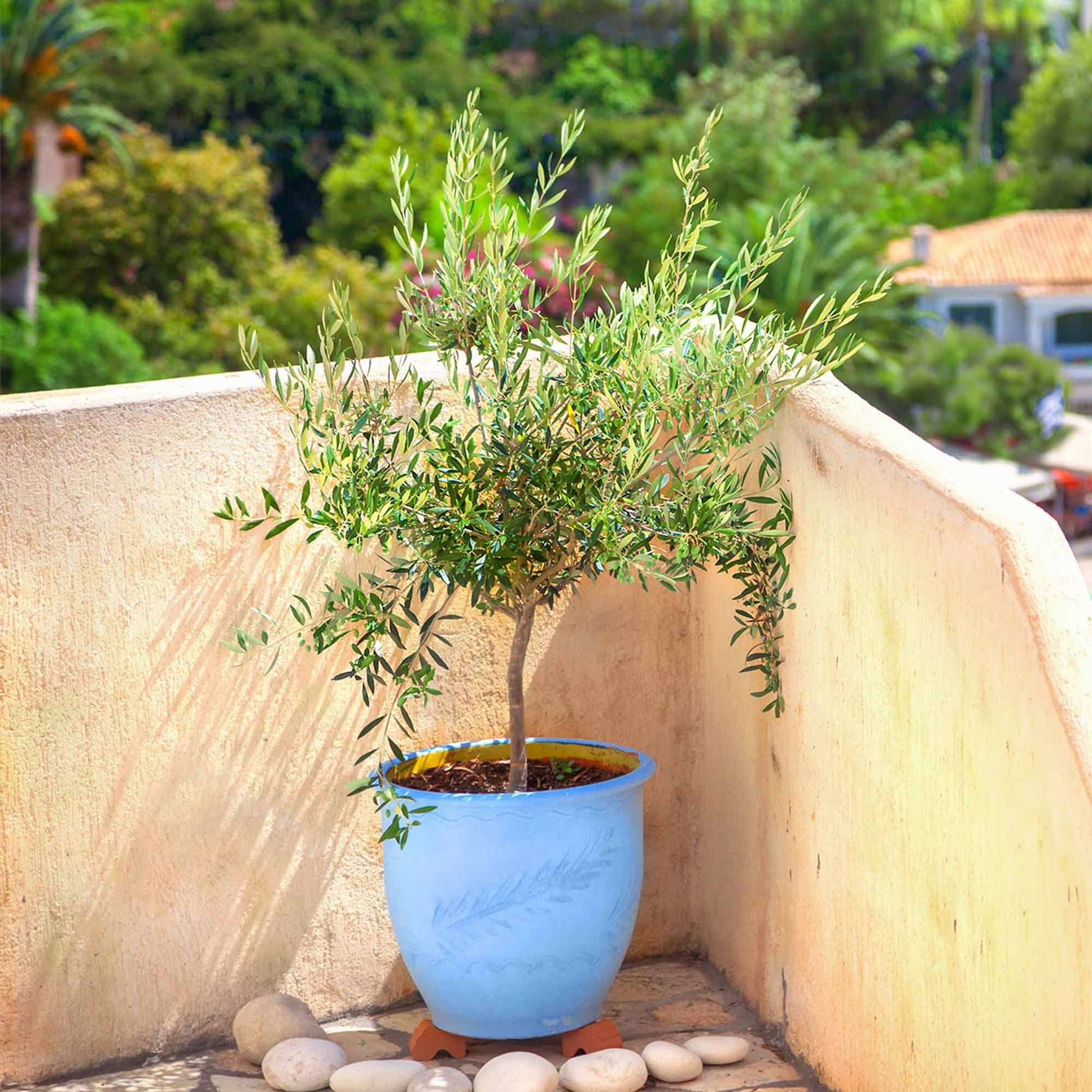 Arbequina Olive Tree