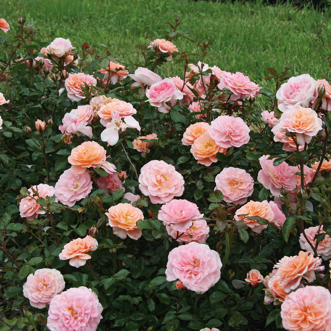 Apricot Drift® Rose Bush