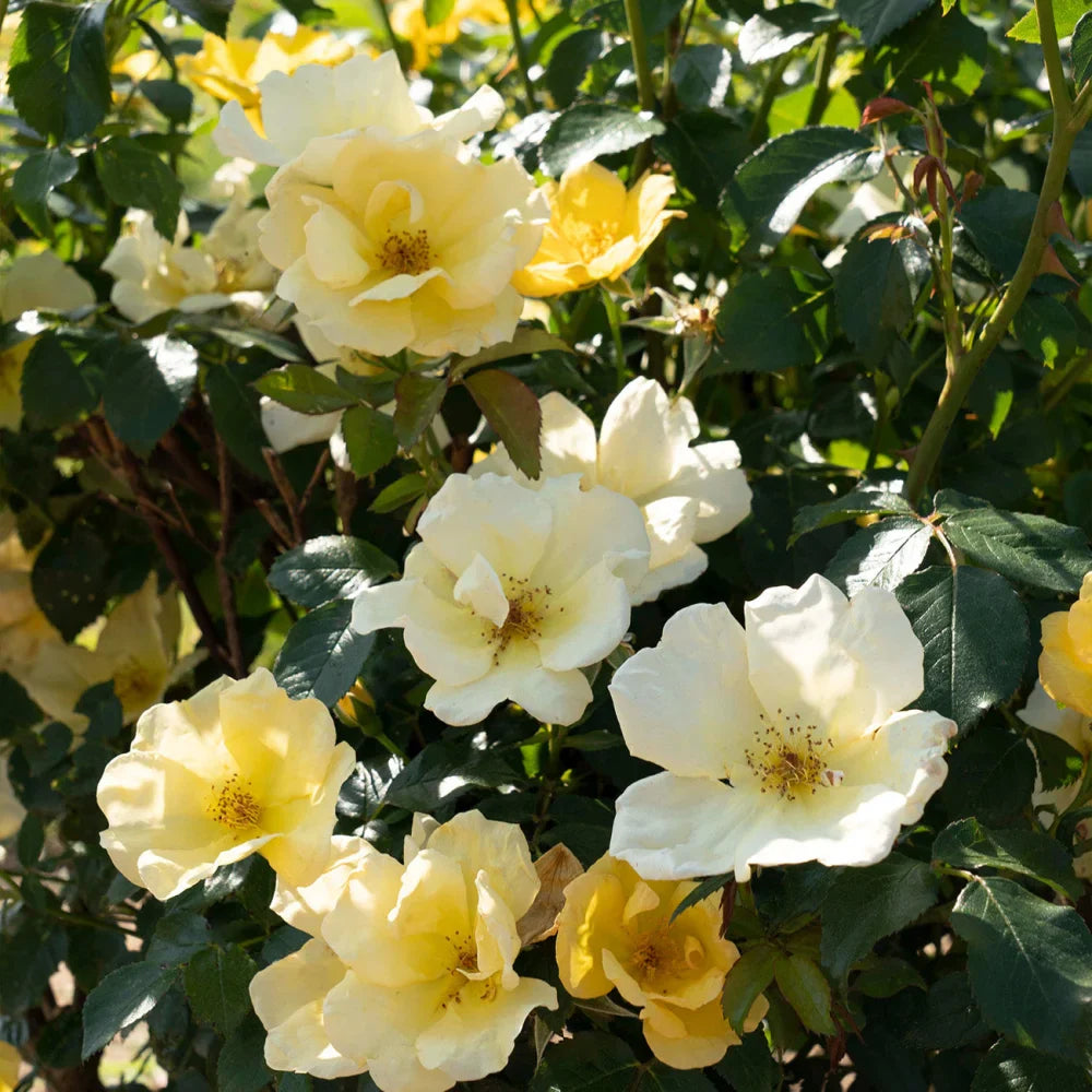 Easy Bee-Zy Knock Out® Rose Bush