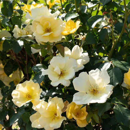 Easy Bee-Zy Knock Out® Rose Bush