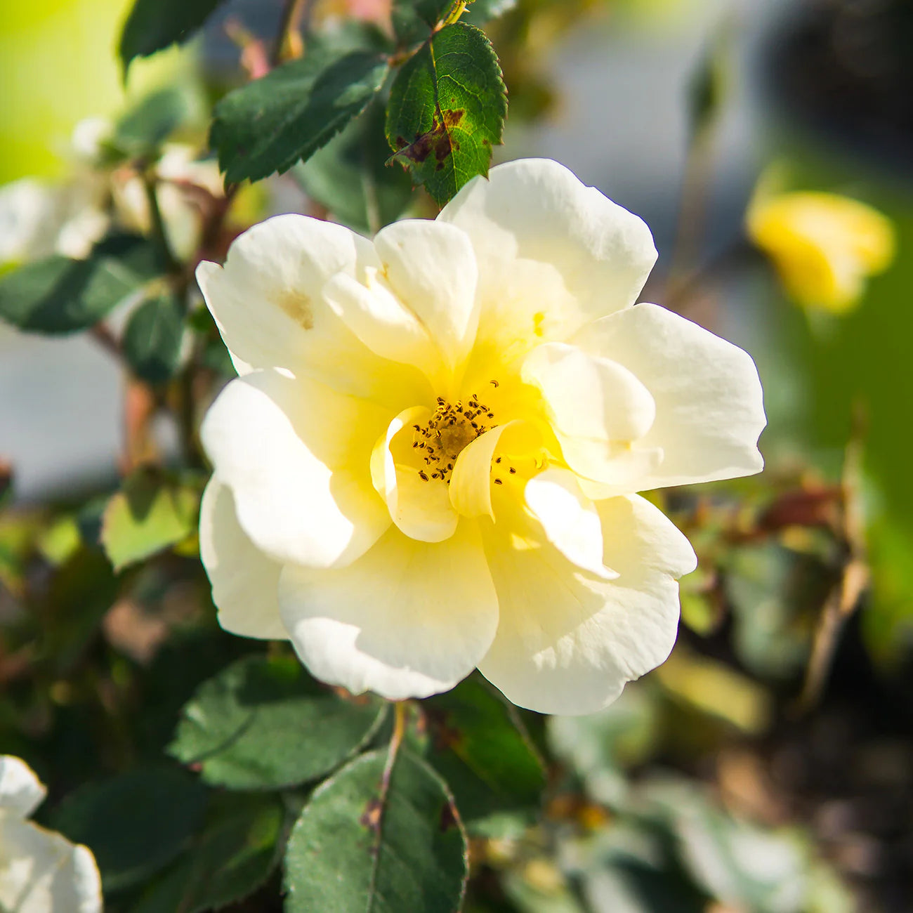 Popcorn Drift® Rose Bush